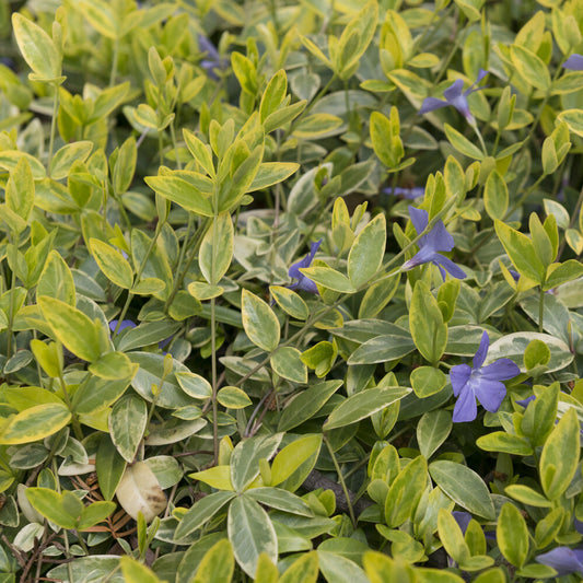 3 Petites pervenches Aureovariegata