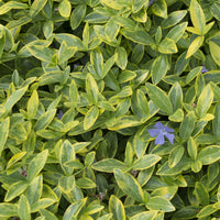 Petite pervenche Aureovariegata - Vinca minor Aureovariegata - Bakker