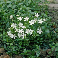 Vinca minor Gertrude Jekyll - Petite pervenche Gertrude Jekyll - Pervenche