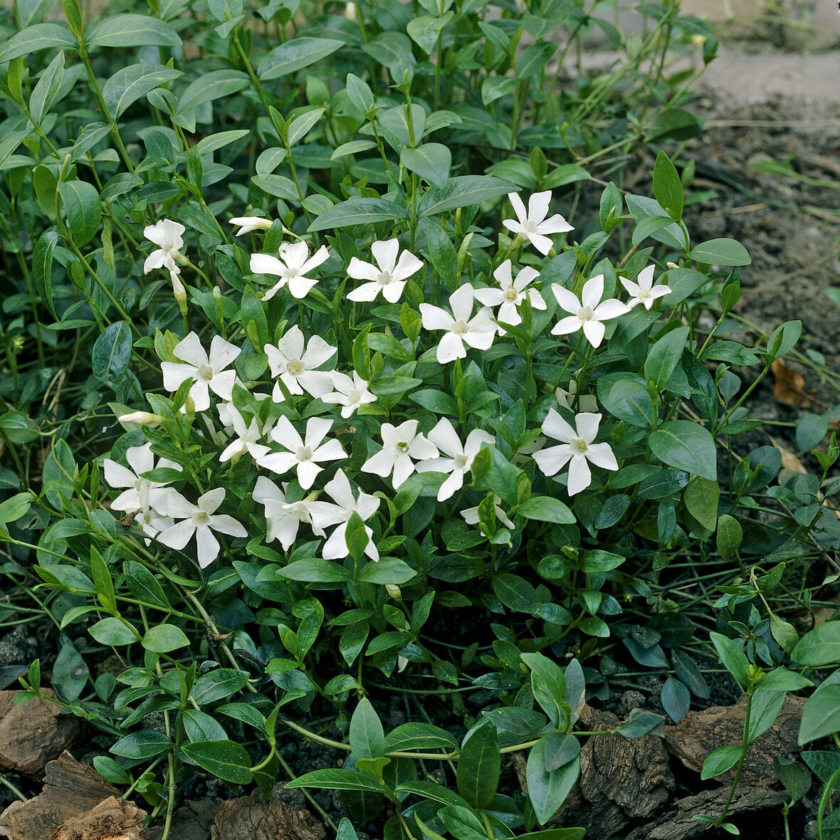 Vinca minor Gertrude Jekyll - Petite pervenche Gertrude Jekyll - Pervenche