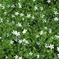 Petite pervenche Gertrude Jekyll - Vinca minor Gertrude Jekyll - Bakker