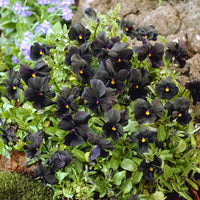 Violette cornue Molly Sanderson - Pensée - Bakker