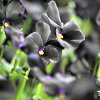 Viola cornuta Molly Sanderson - Violette cornue Molly Sanderson - Pensée - Plantes vivaces