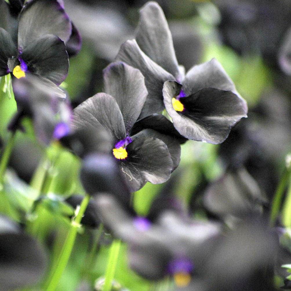 Viola cornuta Molly Sanderson - Violette cornue Molly Sanderson - Pensée - Plantes vivaces