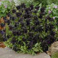Violette cornue Molly Sanderson - Pensée - Viola cornuta Molly Sanderson - Bakker
