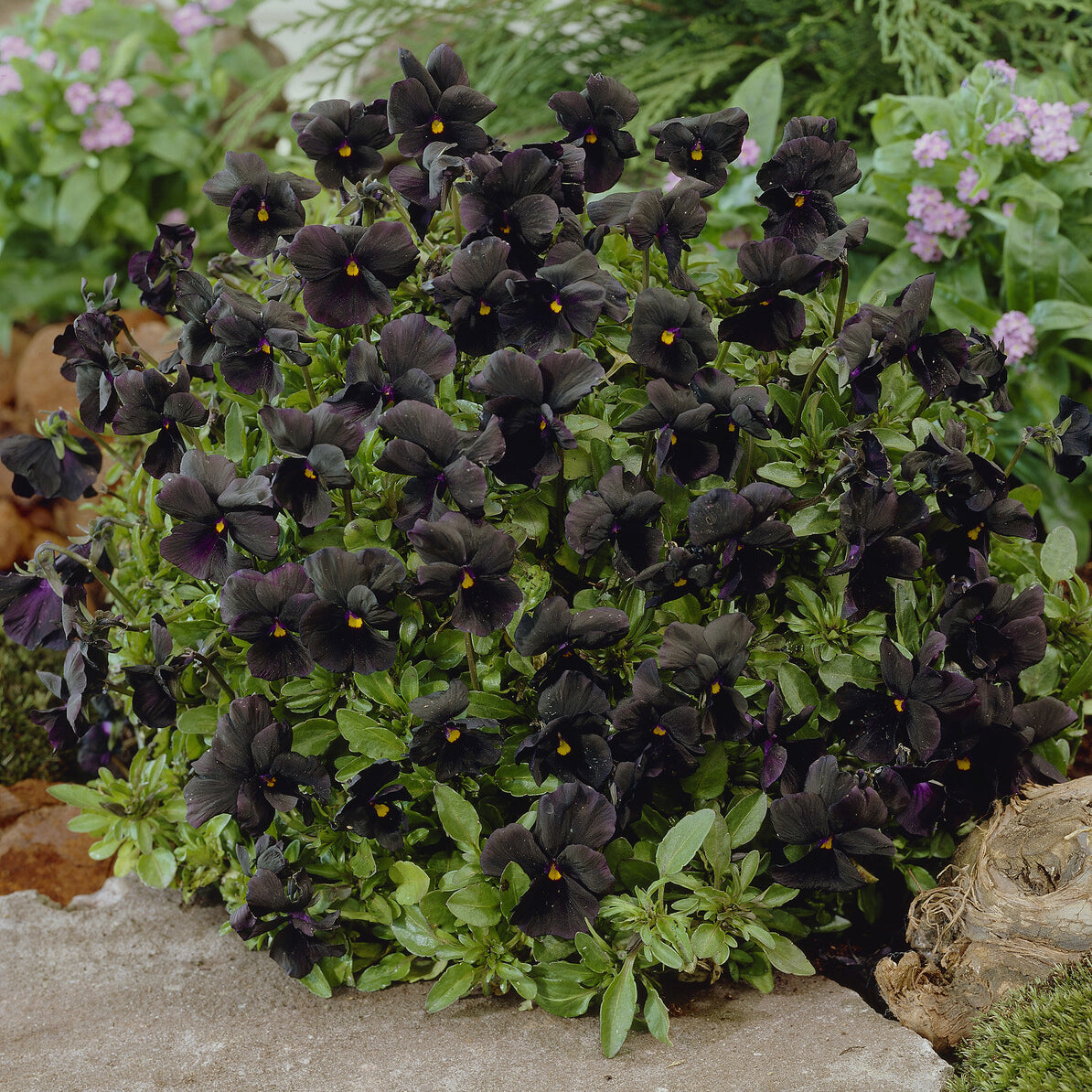 Violette cornue Molly Sanderson - Pensée - Viola cornuta Molly Sanderson - Bakker