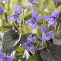 Viola labradorica - Violette de Labrador - Plantes vivaces