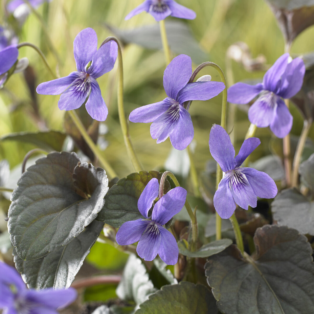 Viola labradorica - Violette de Labrador - Plantes vivaces