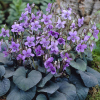 Violette de Labrador - Viola labradorica - Bakker