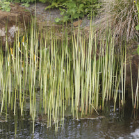 Jonc des chaisiers Albescens - Schoenoplectus lacustris albescens - Bakker