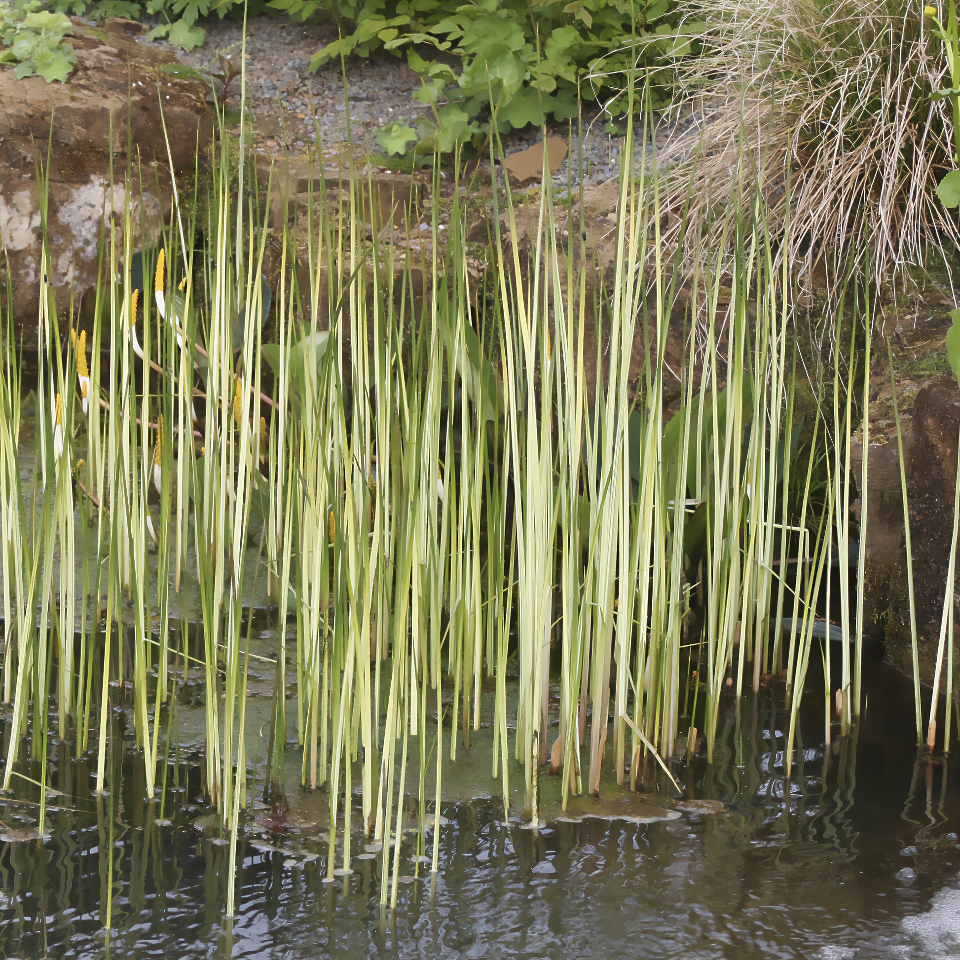 Jonc des chaisiers Albescens - Schoenoplectus lacustris albescens - Bakker