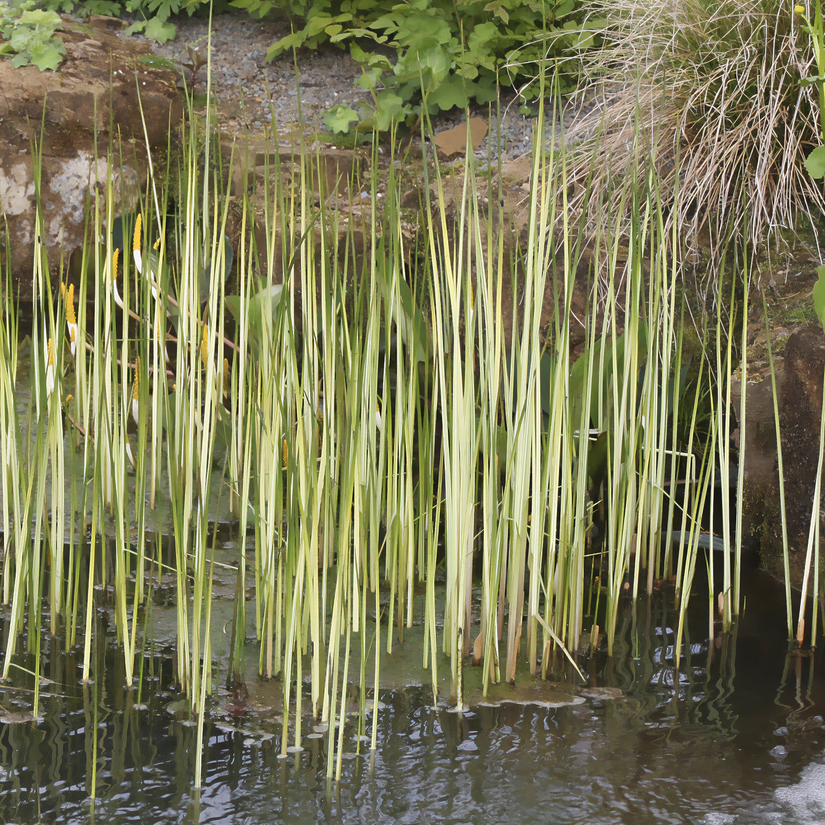 Jonc des chaisiers Albescens - Schoenoplectus lacustris albescens - Bakker