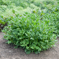 Tétragone cornue - Tetragonia tetragonioides - Bakker