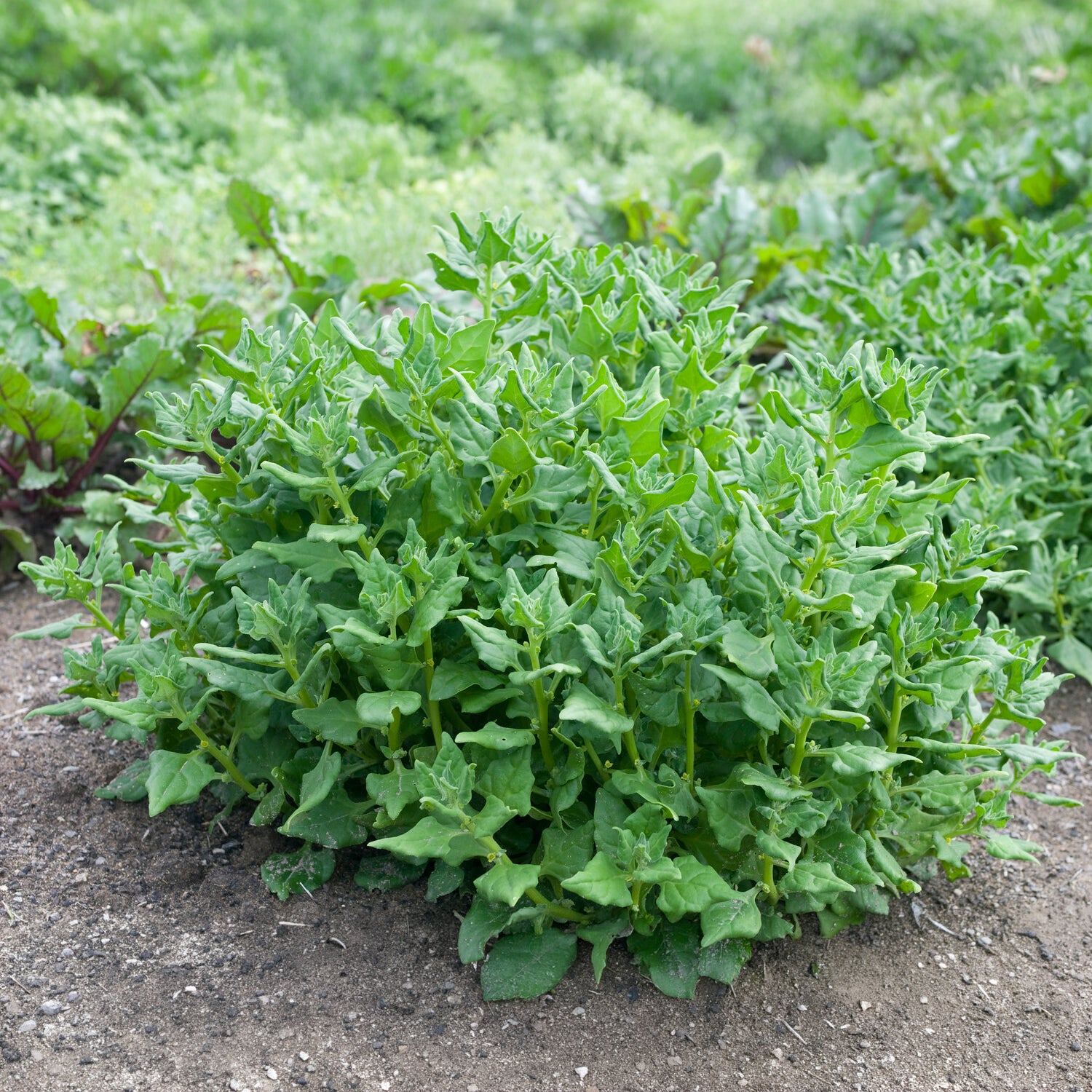 Tétragone cornue - Tetragonia tetragonioides - Bakker