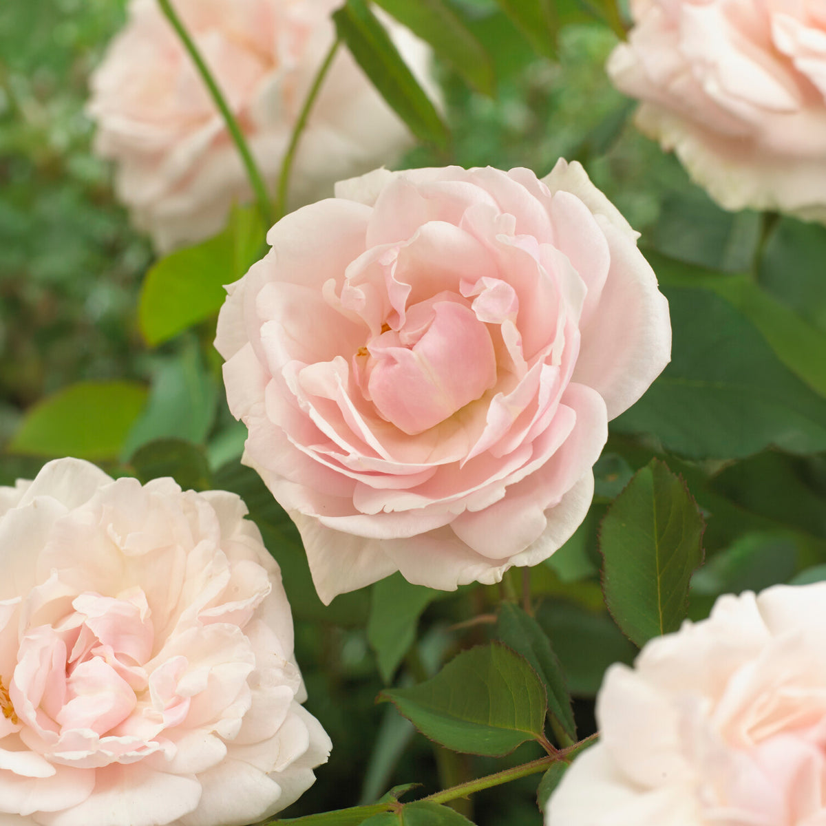 Rosiers grimpants - Rosier grimpant Mme Alfred Carrière - Rosa grimpant mme alfred carrière