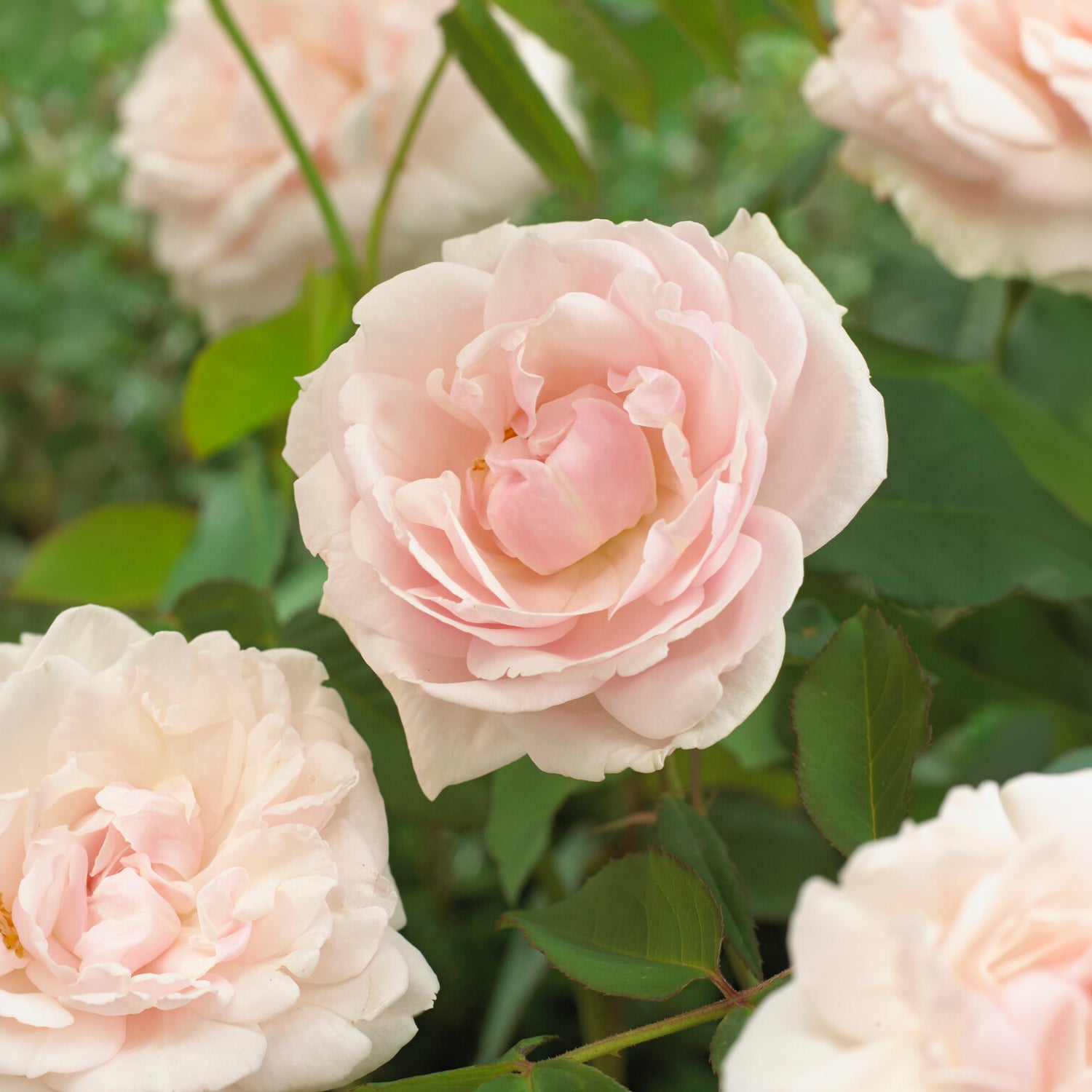 Rosiers grimpants - Rosier grimpant Mme Alfred Carrière - Rosa grimpant mme alfred carrière