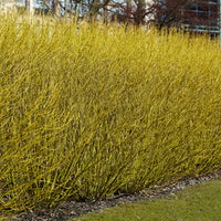 Cornouiller à bois jaune Flaviramea - Cornus sericea flaviramea - Plantes d'extérieur