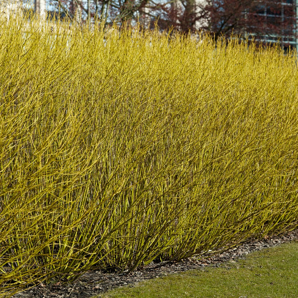 Cornouiller à bois jaune Flaviramea - Cornus sericea flaviramea - Plantes d'extérieur