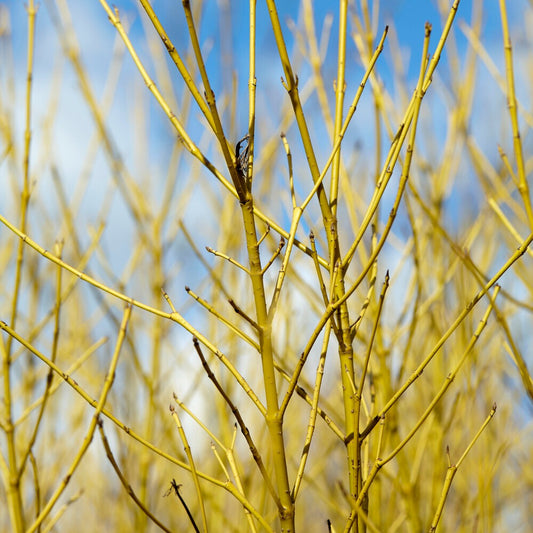 Cornouiller à bois jaune Flaviramea - Bakker