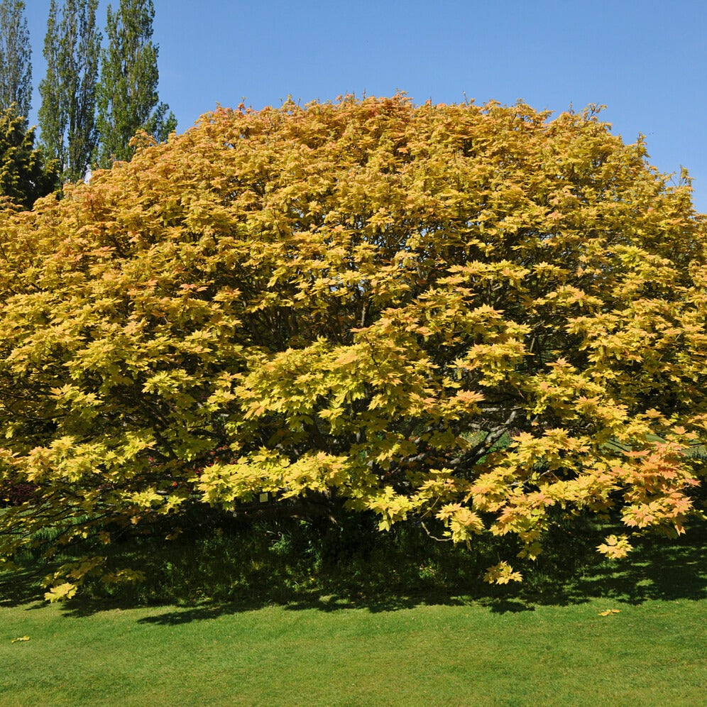 Erable sycomore Brilliantissimum - Acer pseudoplatanus 'brilliantissimum' - Bakker