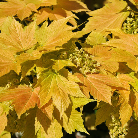 Erable sycomore Brilliantissimum - Acer pseudoplatanus 'brilliantissimum' - Plantes d'extérieur