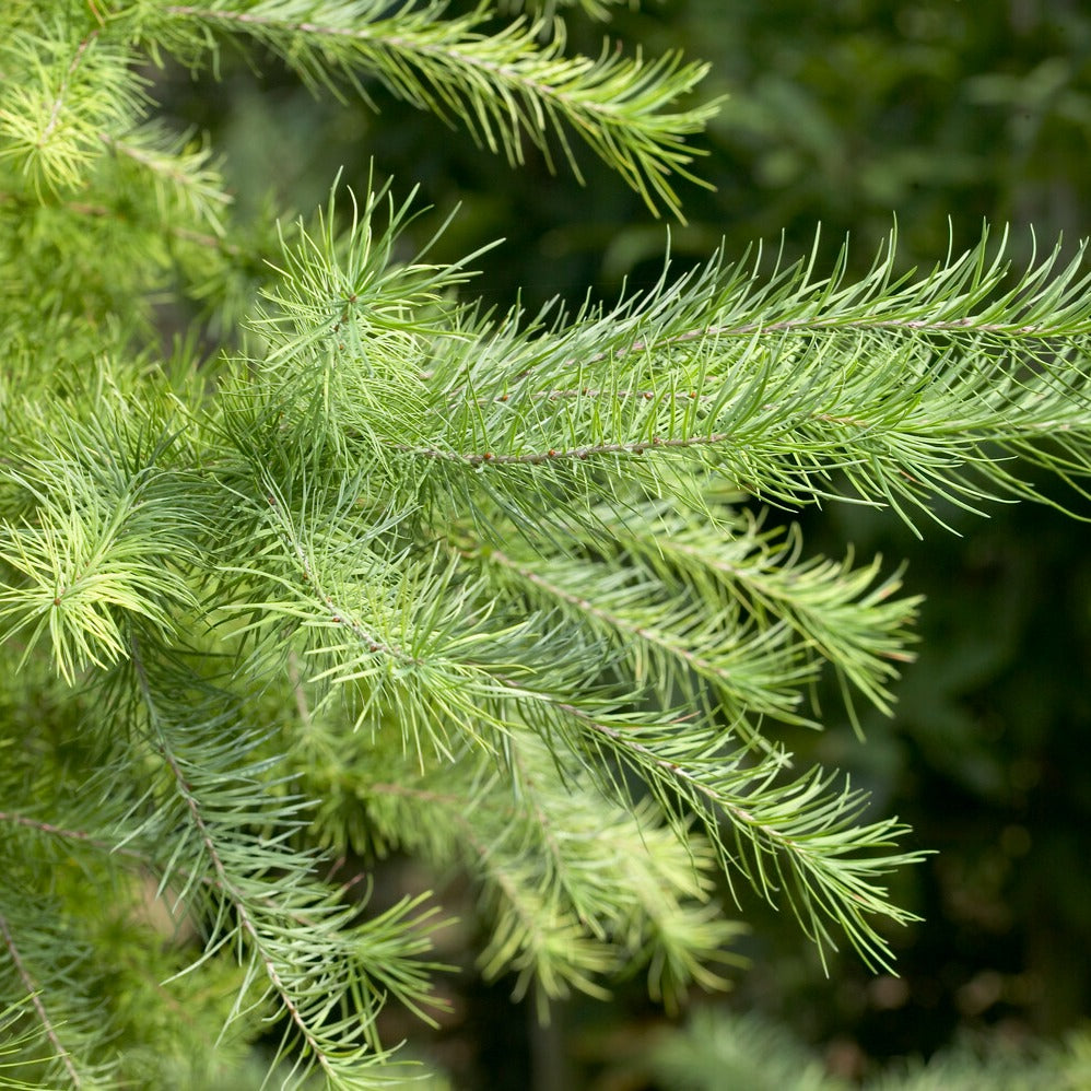 Mélèze - Mélèze du Japon - Larix kaempferi