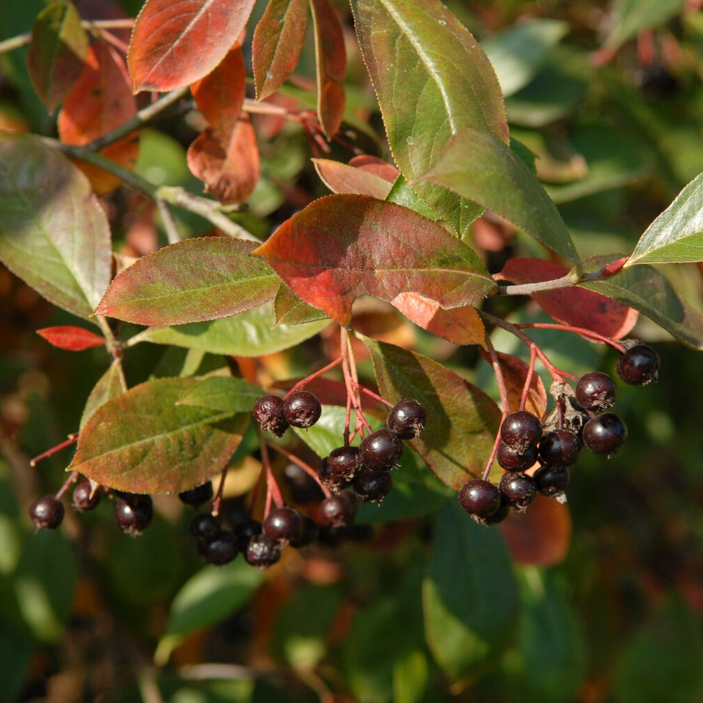 Aronia prunifolia Nero - Aronia prunifolia 'nero' - Bakker