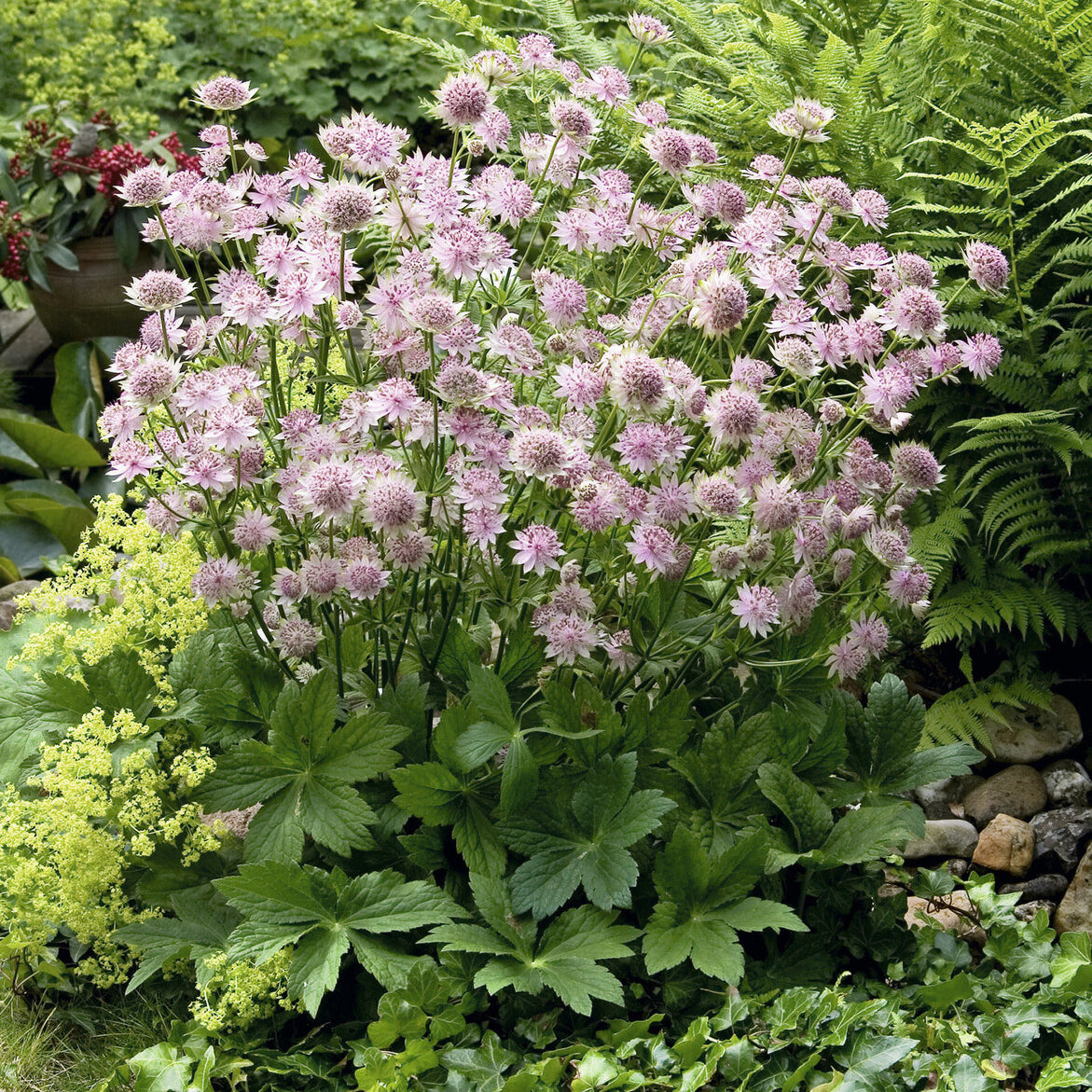 Vente Grande astrance Buckland - Astrantia major Buckland