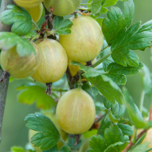 Groseillier à maquereau Hinnonmäki Vert - Ribes uva-crispa 'hinnonmäki grün' - Fruitiers