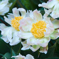 Pivoine lactiflora Green Lotus - Paeonia lactiflora 'green lotus' - Plantes vivaces