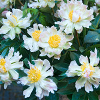 Pivoine lactiflora Green Lotus - Bakker