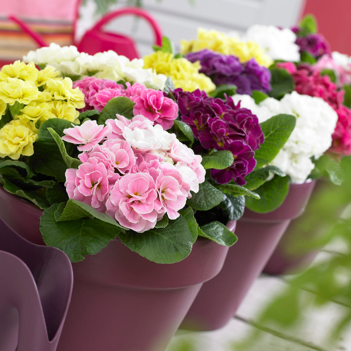 3 Primevères Double Princess en mélange - Primula double princess - Bakker