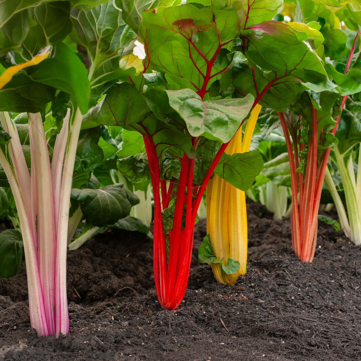 Poirées à cardes colorées en mélange - Beta vulgaris - Bakker