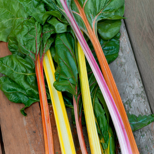 Poirées à cardes colorées en mélange - Bakker