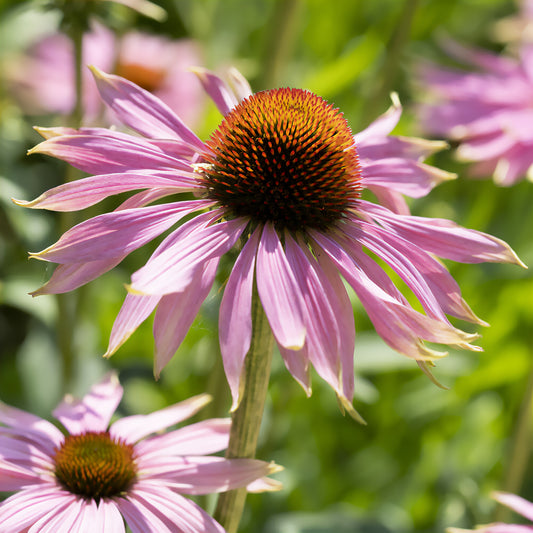 Rudbeckia pourpre - Echinacea - Bakker