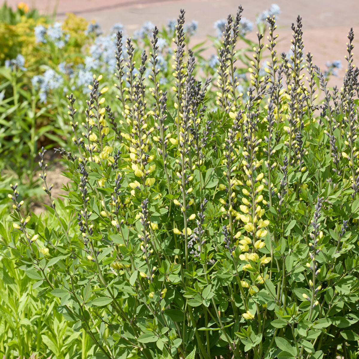 Lupin indigo Vanilla Cream - Bakker