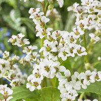 Bergenia Bressingham White - Bergénia Bressingham White - Bergénia
