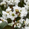 Bergénia Bressingham White - Bakker