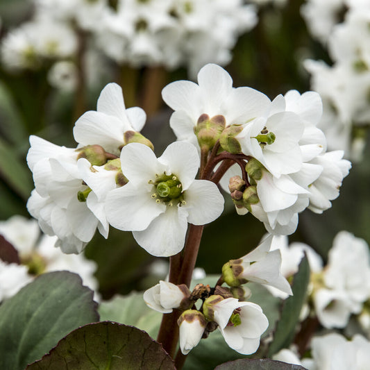 Bergénia Bressingham White