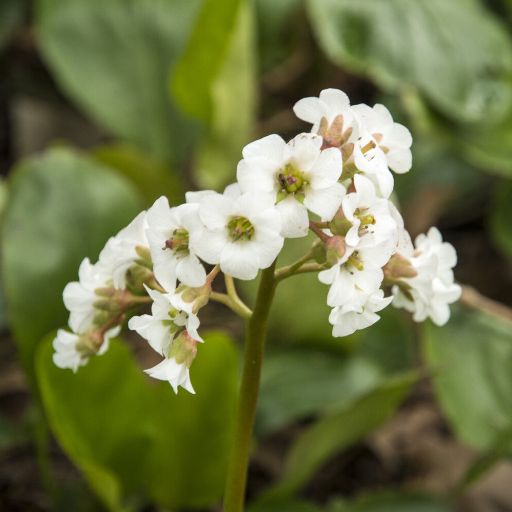 Bergénia Bressingham White - Bergenia Bressingham White - Bakker