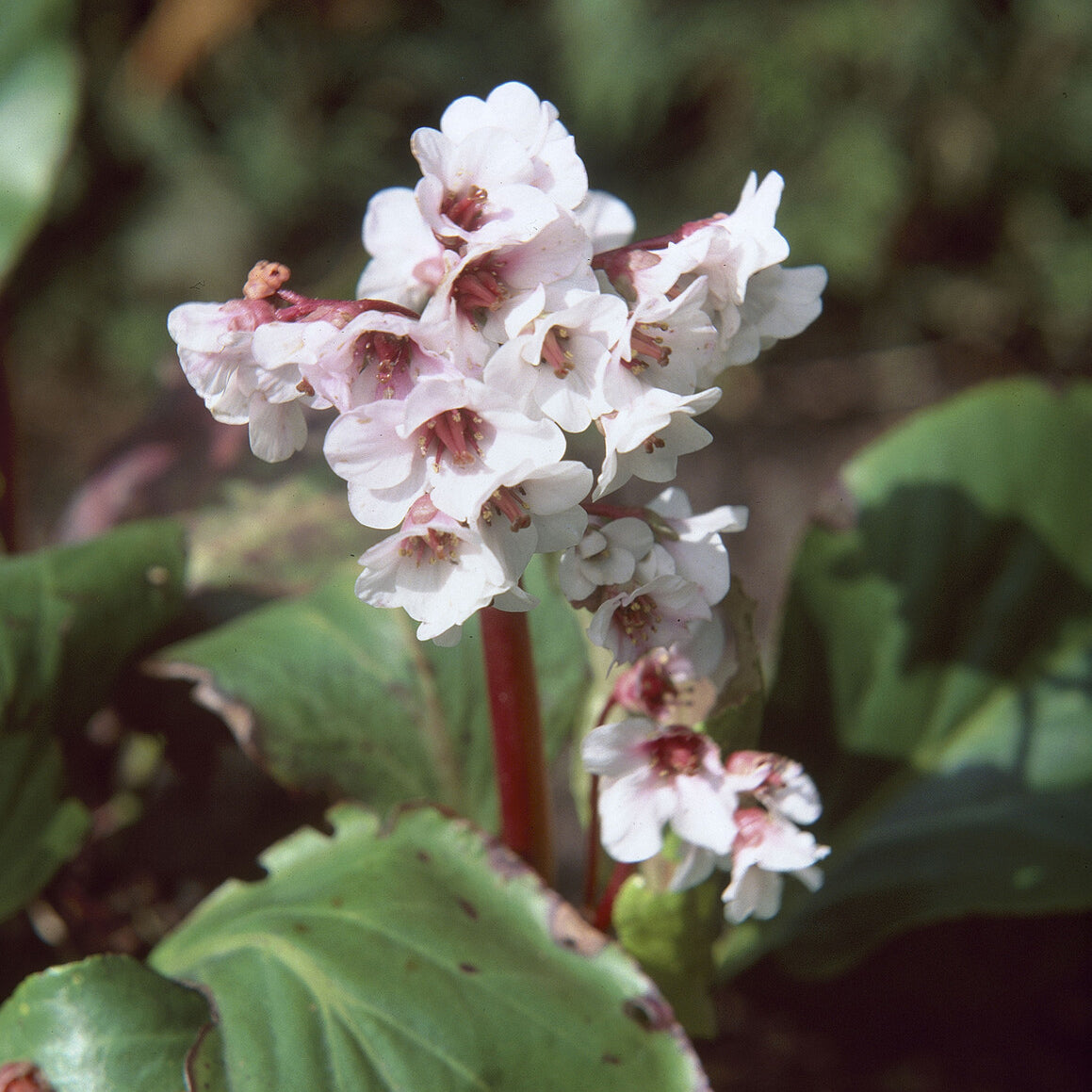 Bergénia - Bergénia Silberlicht - Bergenia Silberlicht