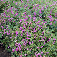 Calamintha grandiflora - Calament - Thés de l'Aubrac - Plantes vivaces