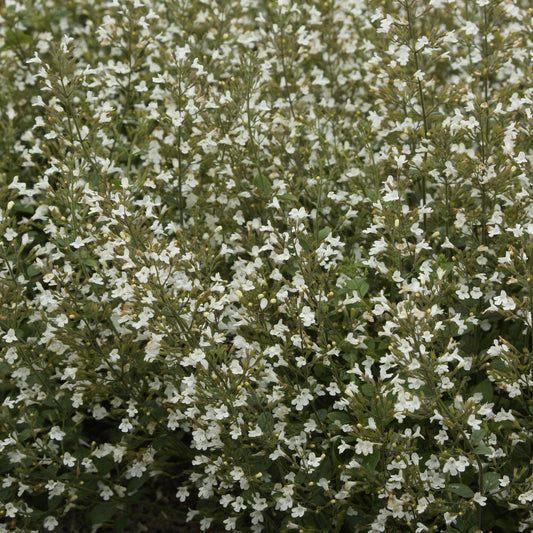 Petit calament White Cloud - Bakker