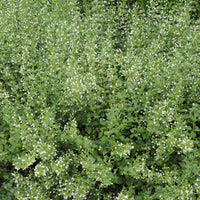 Calamintha nepeta White Cloud - Petit calament White Cloud - Plantes vivaces