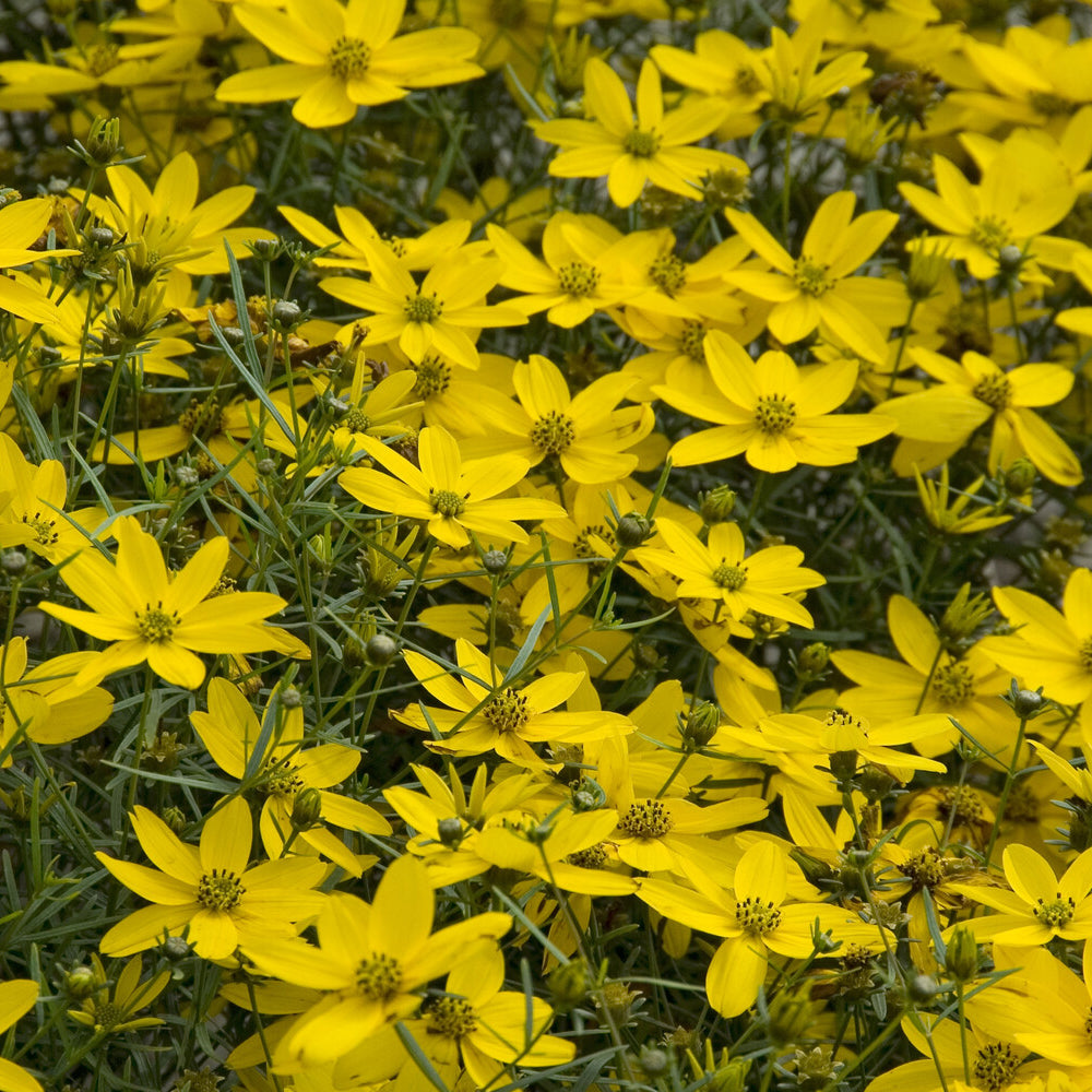 Coreopsis verticillé Zagreb - Coreopsis verticillata Zagreb - Bakker