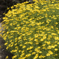 Coreopsis verticillé Zagreb - Coreopsis verticillata Zagreb - Bakker