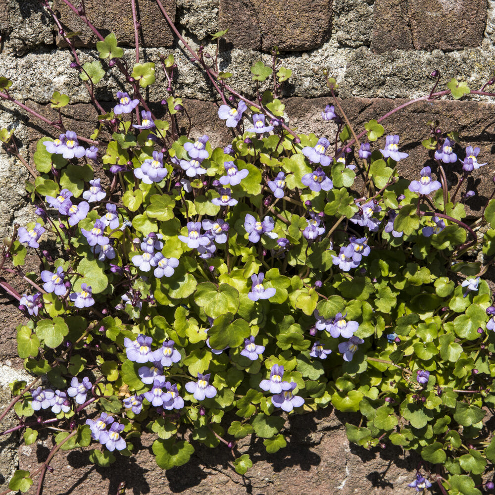 Cymbalaria muralis - Cymbalaires des murs - Ruine de Rome - Plantes vivaces