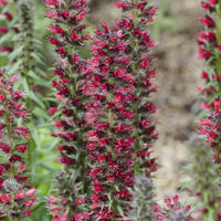 Echium amoenum Red Feathers - Echium amoenum Red Feathers - Bakker