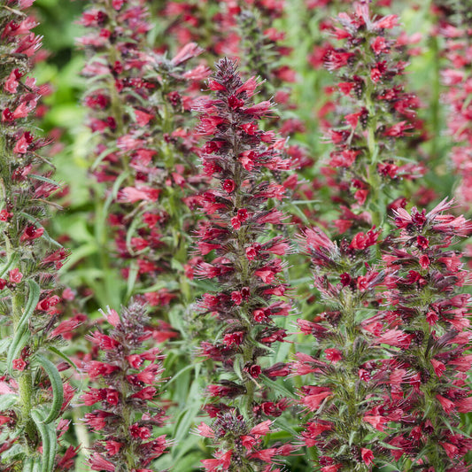 Echium amoenum Red Feathers - Bakker