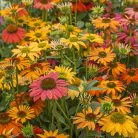 Echinacea purpurea Cheyenne Spirit - Rudbeckia pourpre Cheyenne Spirit - Echinacea - Vivaces fleuries